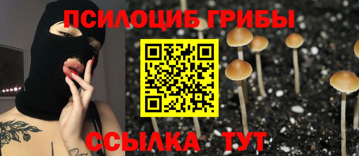 где купить   Вход с VPN  Пушкино  Псилоцибиновые грибы Psilocybine cubensis 